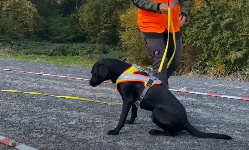 Deutsche Bahn dresează câini pentru a descoperi animalele sălbatice protejate de pe şantierele de construcţii