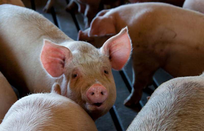 Scade numărul de porci din Germania