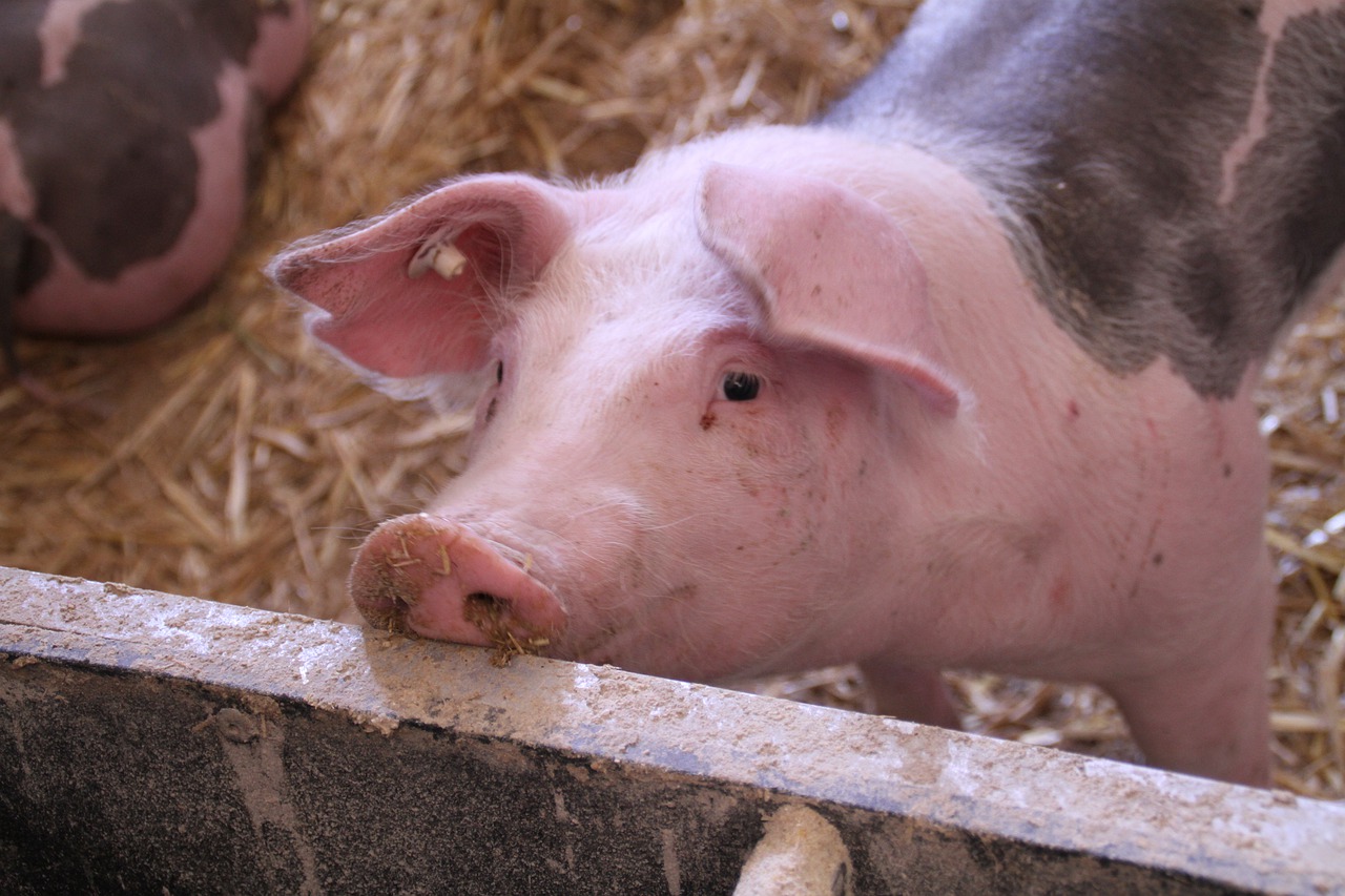 Nou caz de pestă porcină africană în Germania. Ridicarea restricţiilor de export, incertă