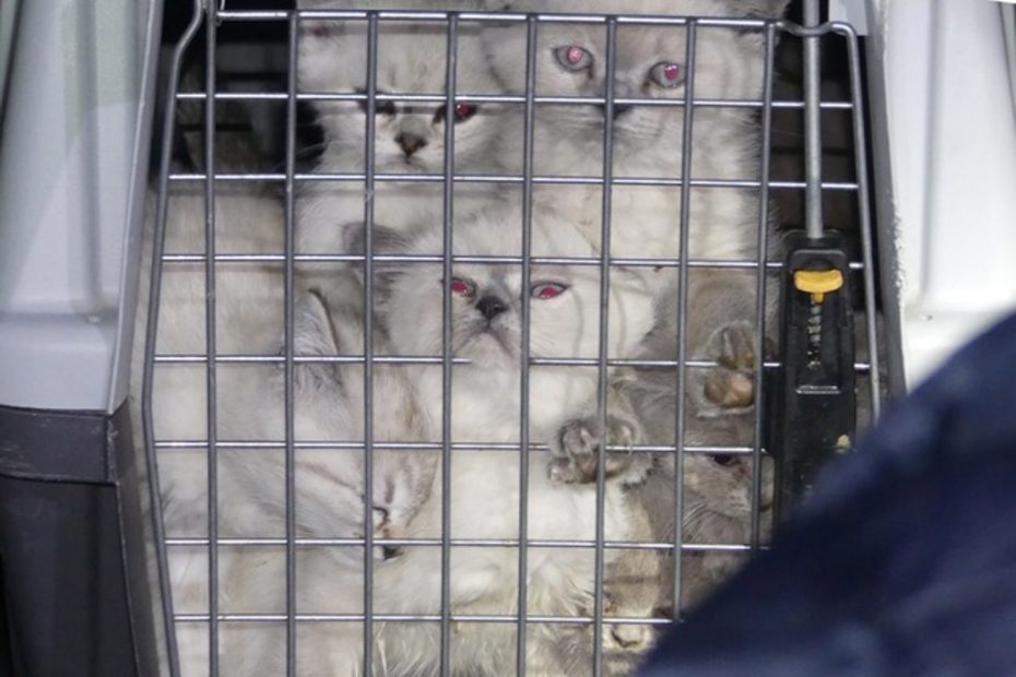 Transport ilegal de câini și pisici