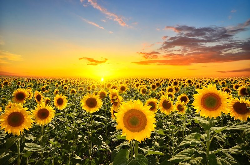 Ulei de floarea soarelui în Germania