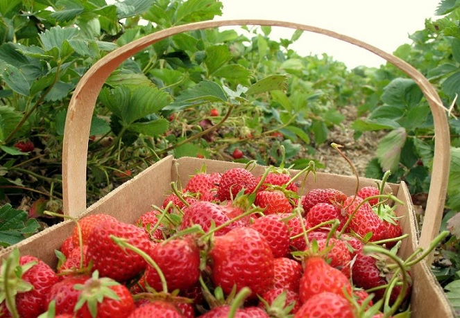 întors Germania mari producători căpșuni Suceava