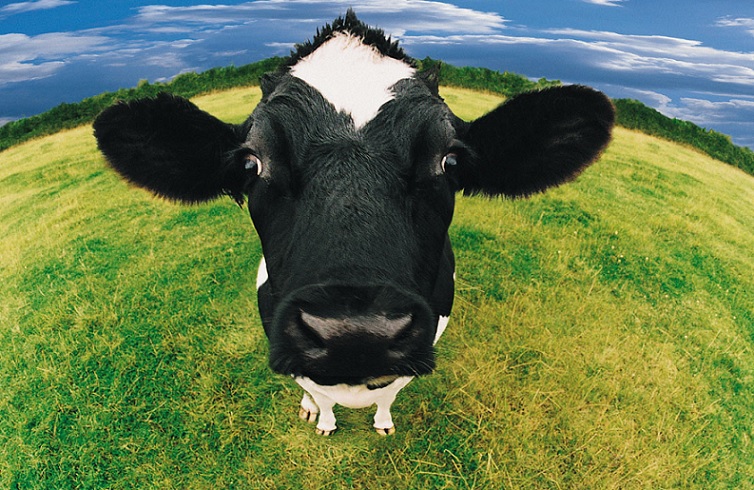 Germania Fermier amendat bălegarul vacă stradă