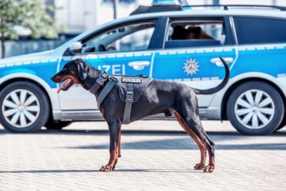 Câine polițist din Germania, mușcat de un om