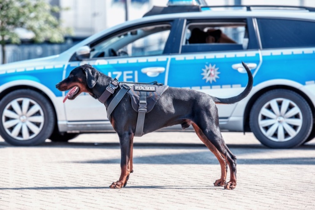 Câine polițist din Germania, mușcat de un om