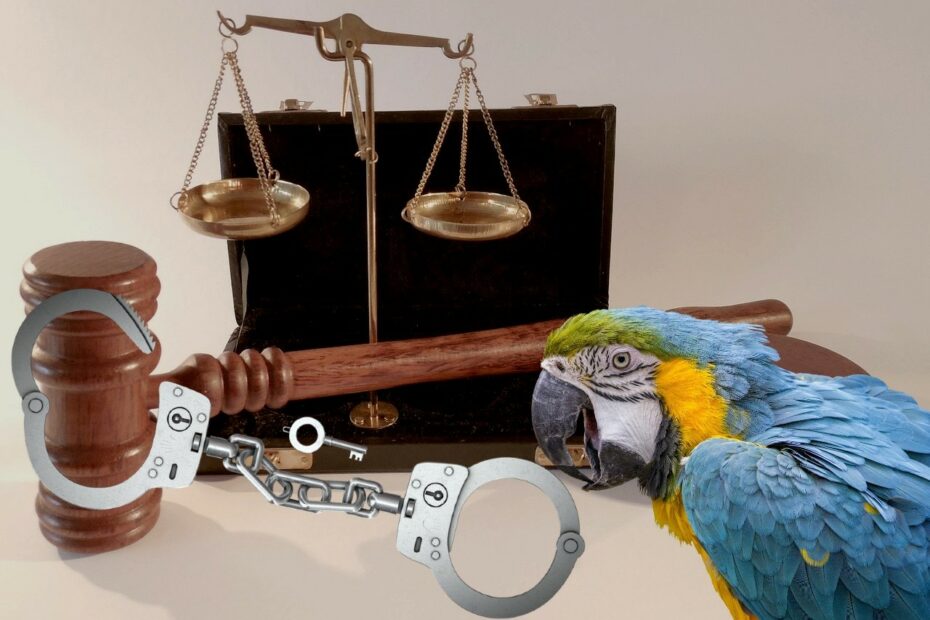 Român acuzat de furt de papagali în Belgia