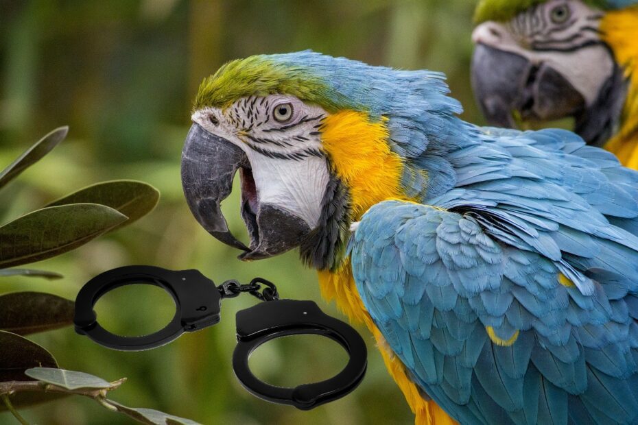 Român judecat pentru furt de papagali