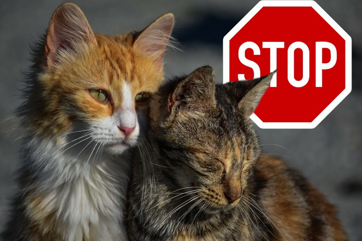 Împușcarea pisicilor fără stăpân în Olanda