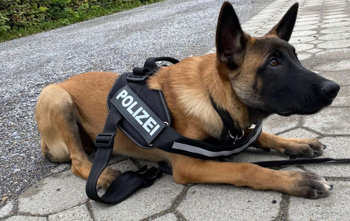 Infractor român capturat de câine polițist în Germania