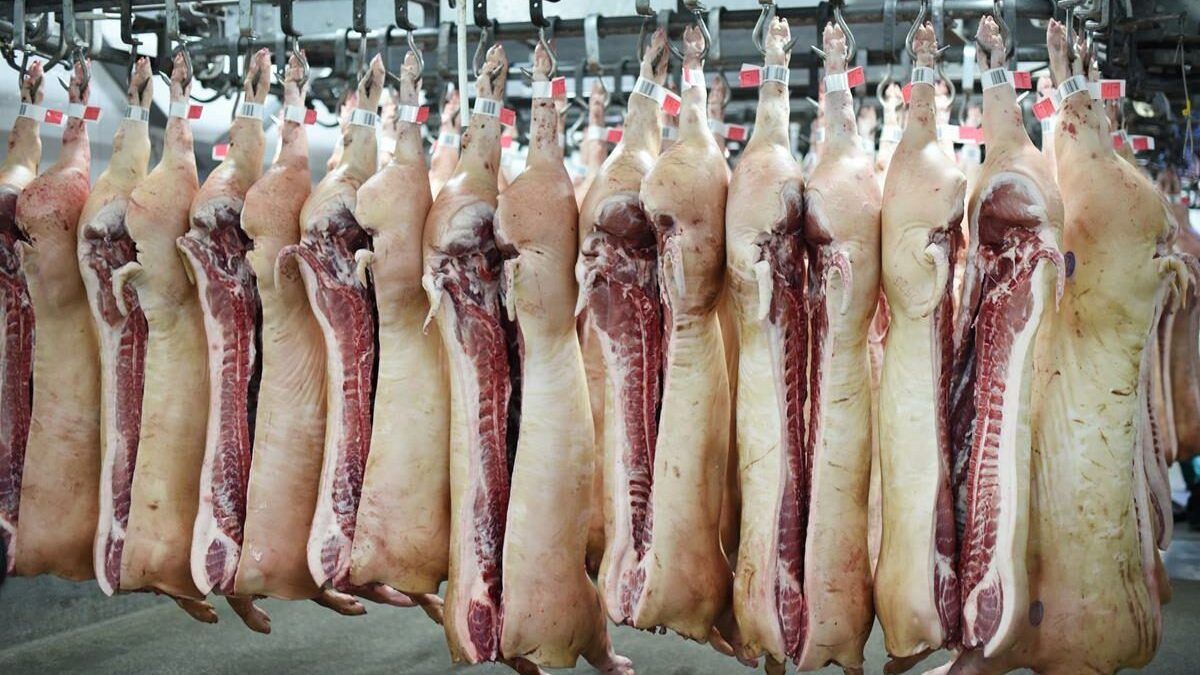 Tone de carne de porc furate de români în Belgia