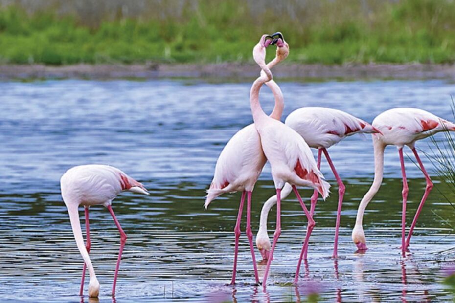 seceta lasă Spania fără flamingo