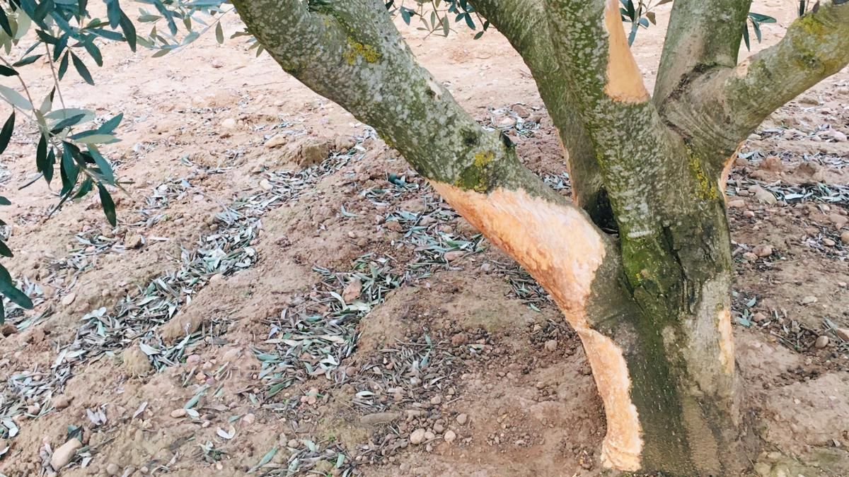 Iepurii hibrizi amenință agricultura spaniolă