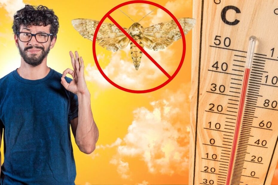 Metode de a elimina moliile din casă apărute din cauza căldurii