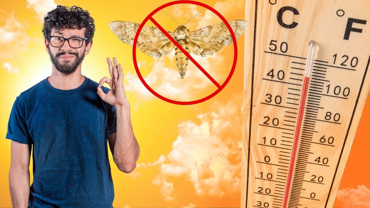 Metode de a elimina moliile din casă apărute din cauza căldurii