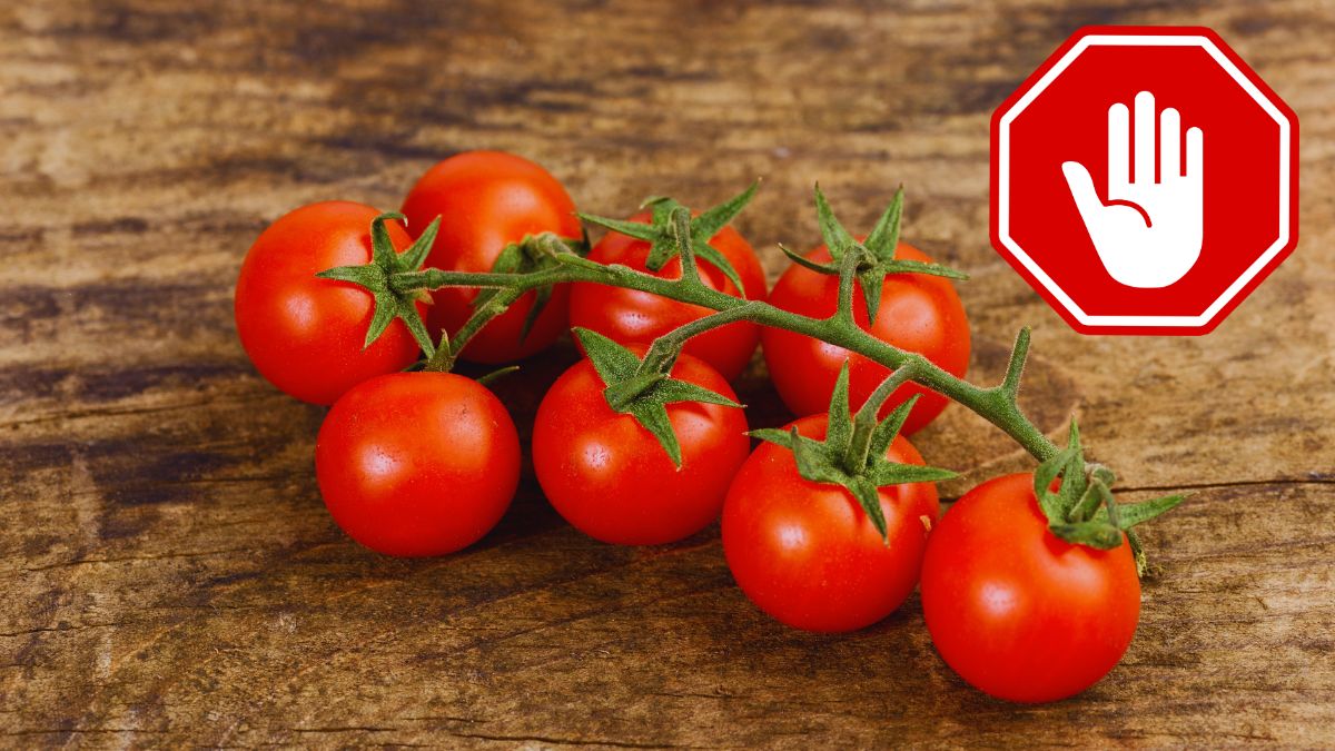 Roșiile cherry ar fi provocat un focar de salmonella în 13 țări europene