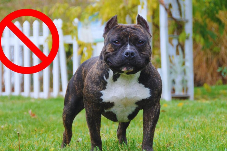 Guvernul britanic vrea să interzică deținerea câinilor American Bully în Marea Britanie