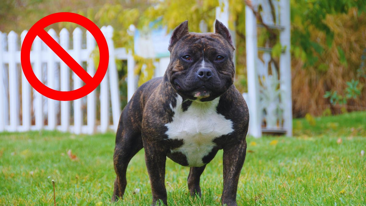 Guvernul britanic vrea să interzică deținerea câinilor American Bully