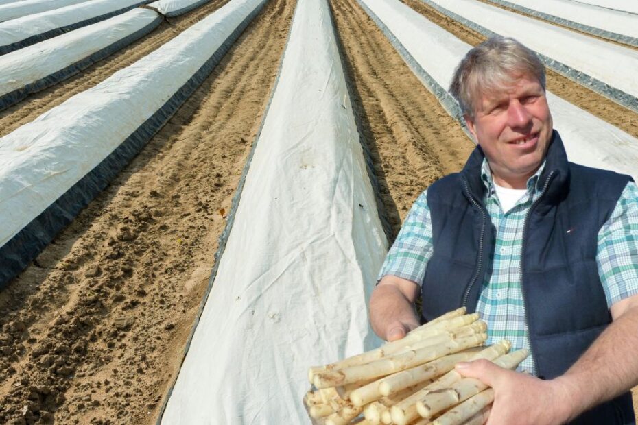 Români înșelați la o fermă de sparanghel din Germania