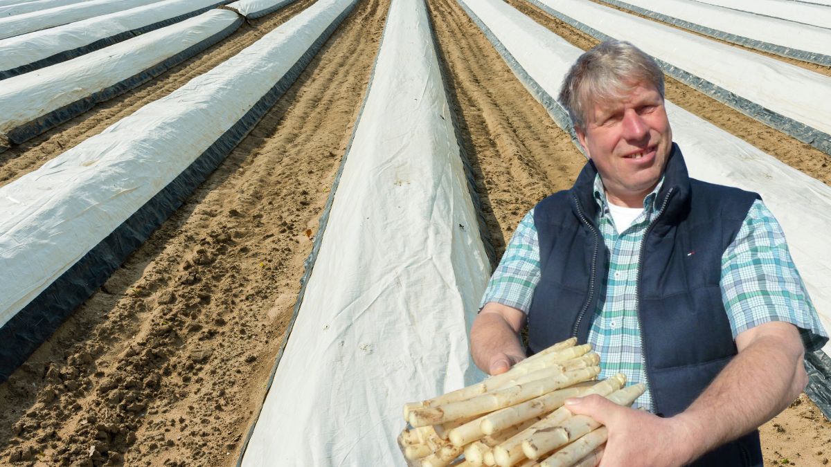 Români înșelați la o fermă de sparanghel din Germania
