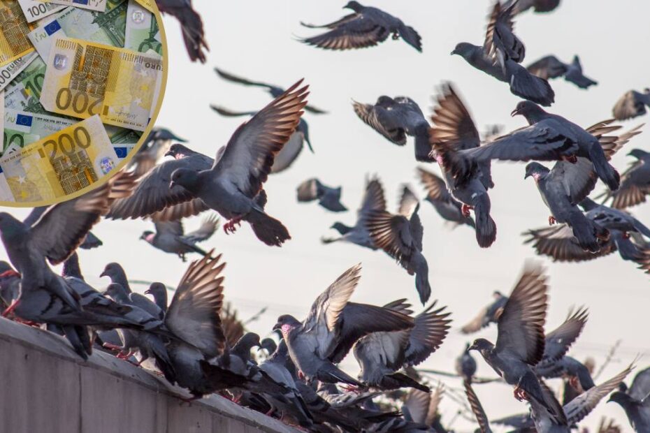 amendă pentru hrănirea păsărilor în Germania