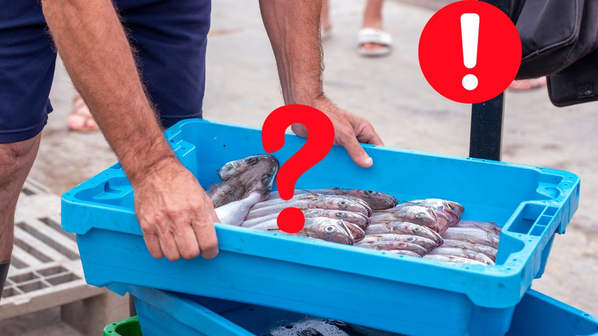 Motivul lăzilor de culori diferite cu pește la Mercadona
