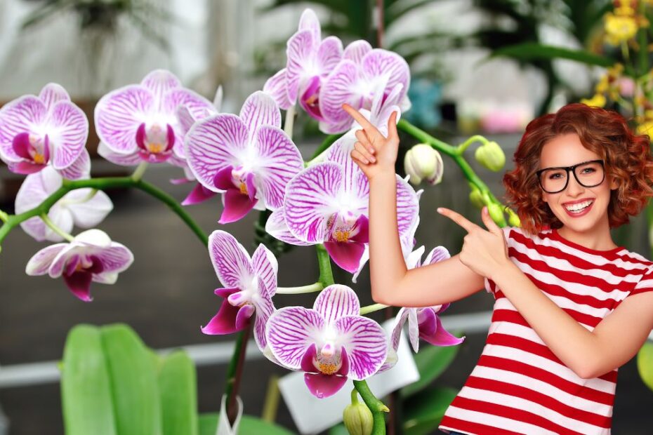 Soluție înflorire constantă orhidee