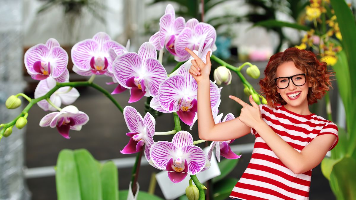 Soluție înflorire constantă orhidee