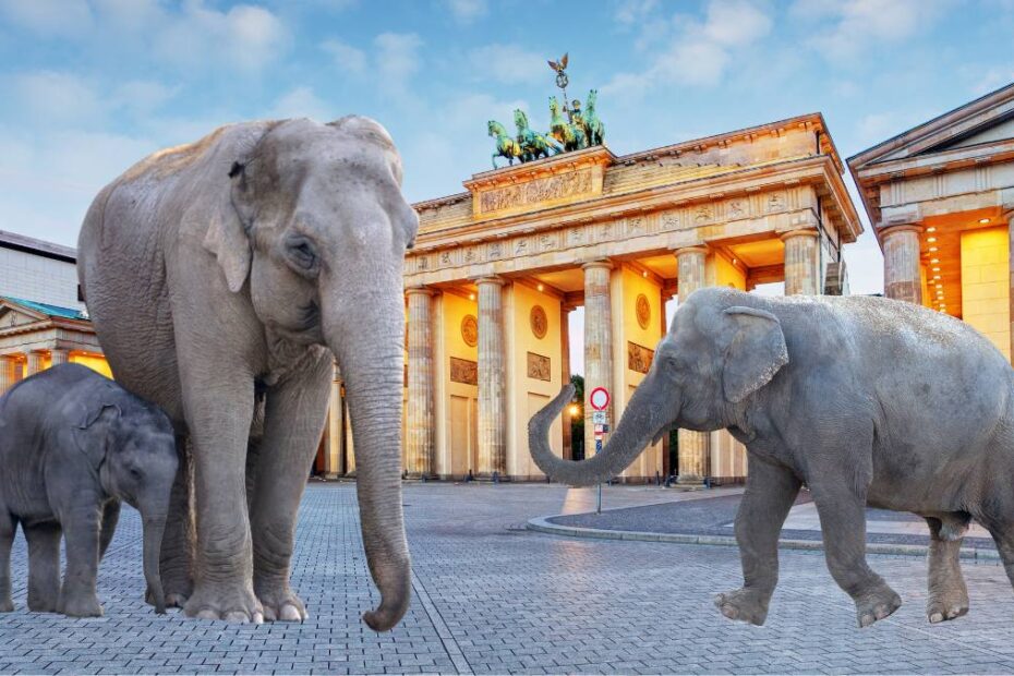 Botswana trimite elefanți în Germania (2)