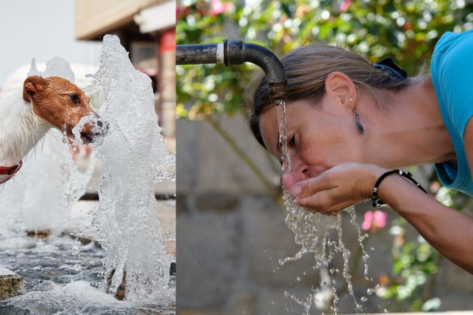 weekend cu temperaturi tropicale Olanda - foto: femeie și câine beau apă