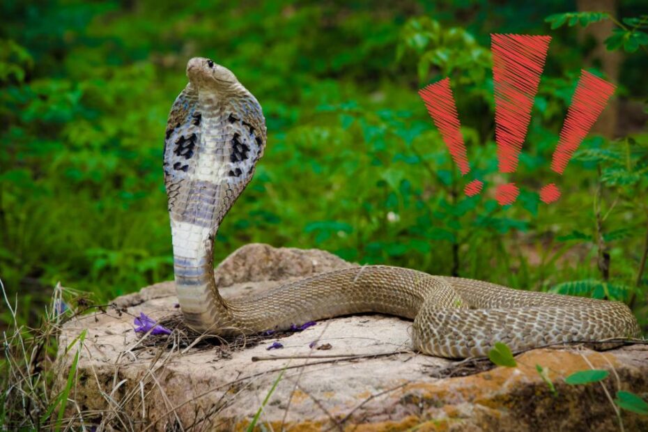 Șarpe cobra mușcat de un copil de doi ani