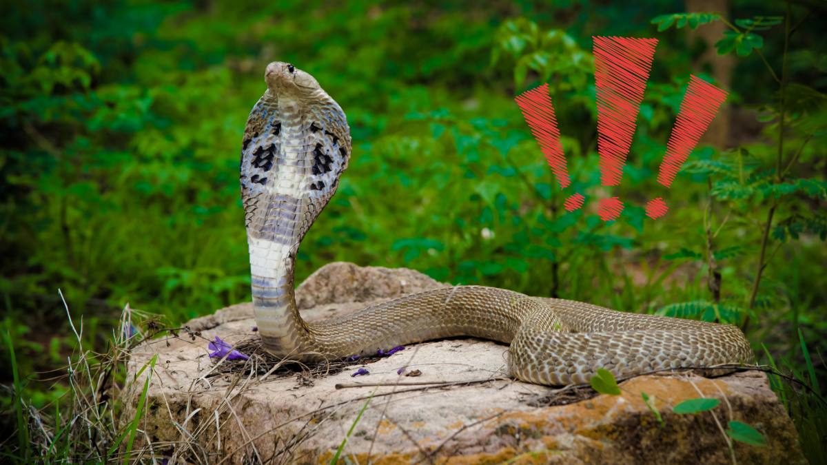 Șarpe cobra mușcat de un copil de doi ani