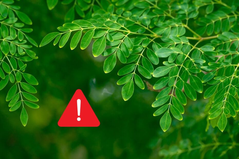Planta care conţine mai mult calciu decât laptele