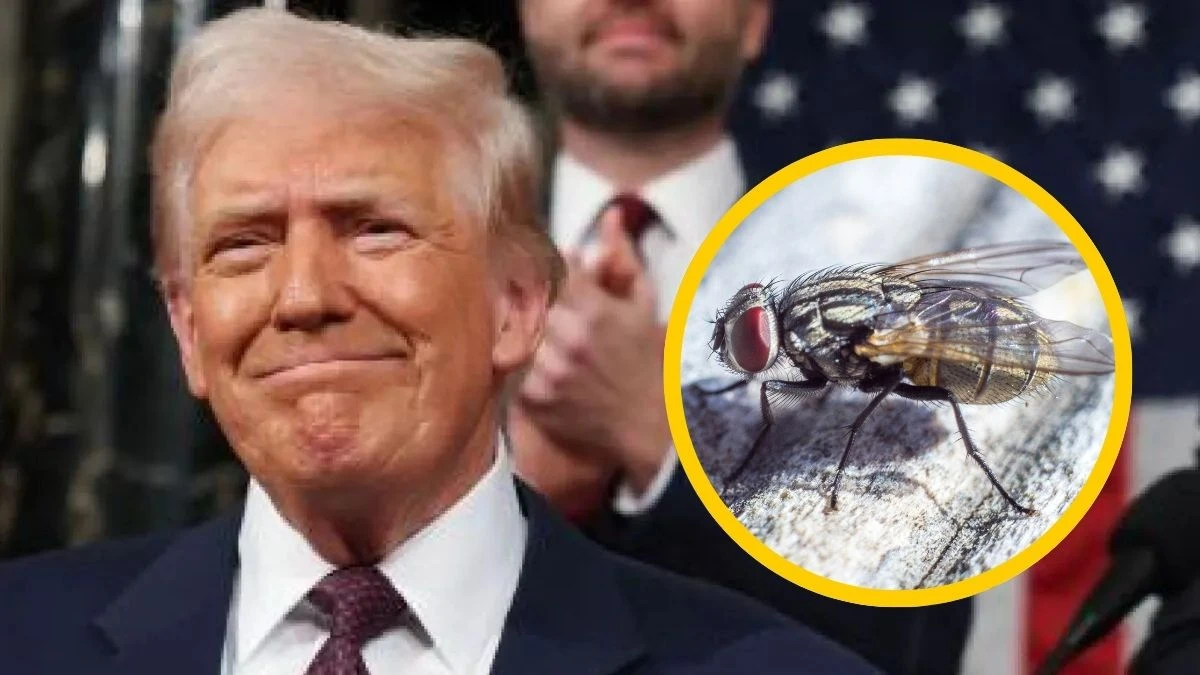 USA zrzucą miliardy much z samolotów