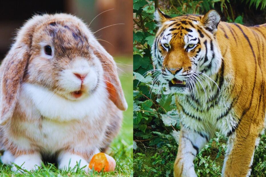 O grădină zoologică îndeamnă publicul să-și doneze animalele de companie vii