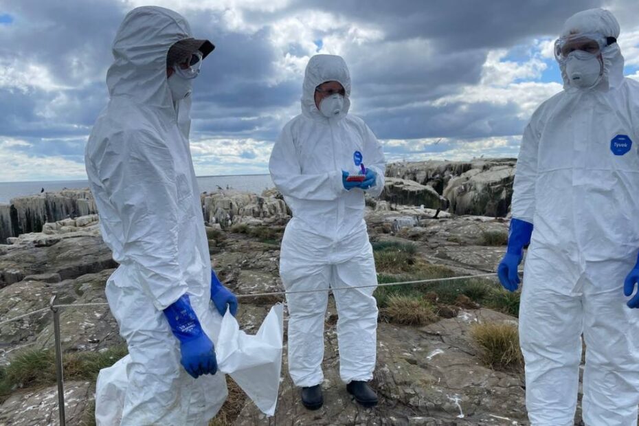 Germania introduce zone de carantină din cauza gripei aviare