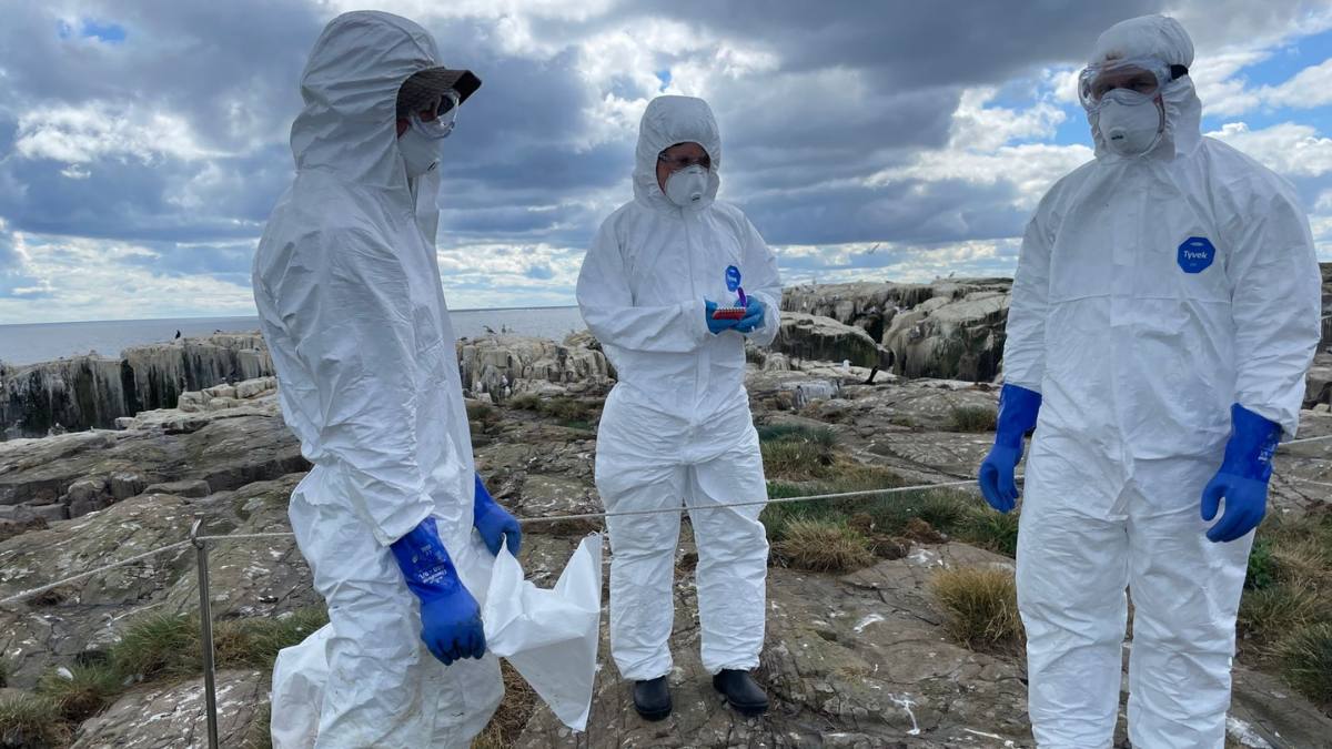 Germania introduce zone de carantină din cauza gripei aviare