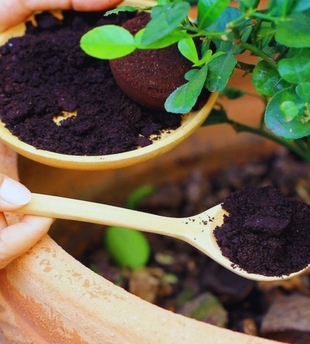 Beneficiile cafelei ca îngrășământ