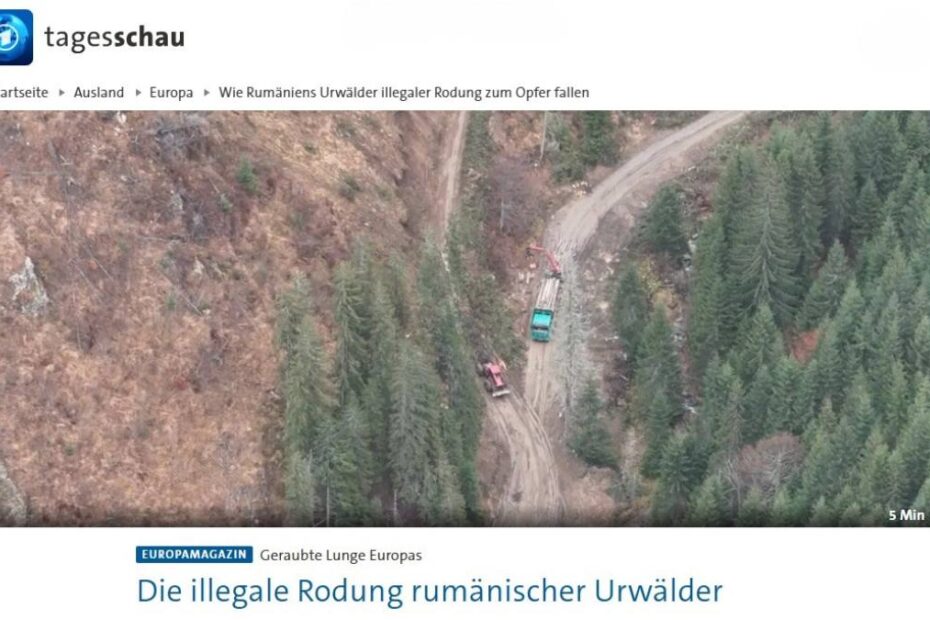 Mafia lemnului în România