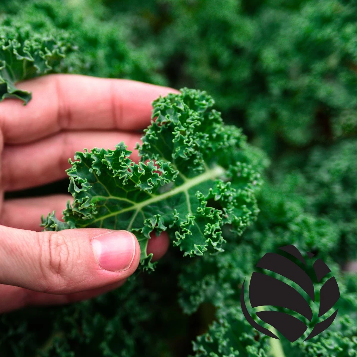 Adio spanac! Leguma creață care îți aduce calciu și sprijină producerea colagenului