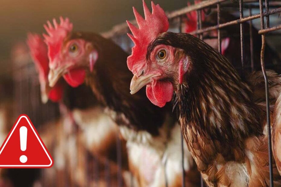 gripa aviara mortal la om