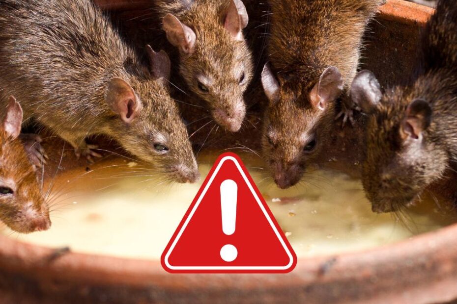 virus sobolani hepatita