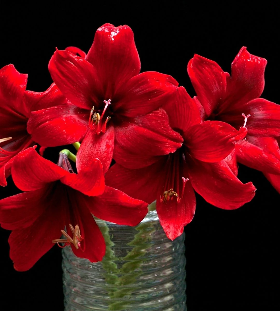 amarylis Planta care domnește de Crăciun