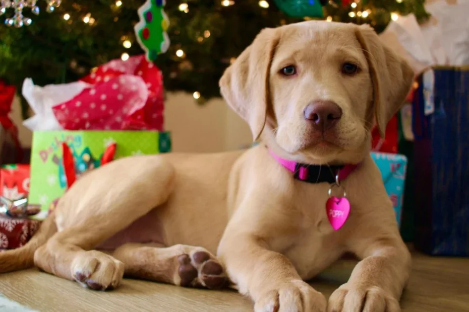 cel mai bun cadou de Crăciun pentru câine și pisică Foto: câine cu cadouri sub brad