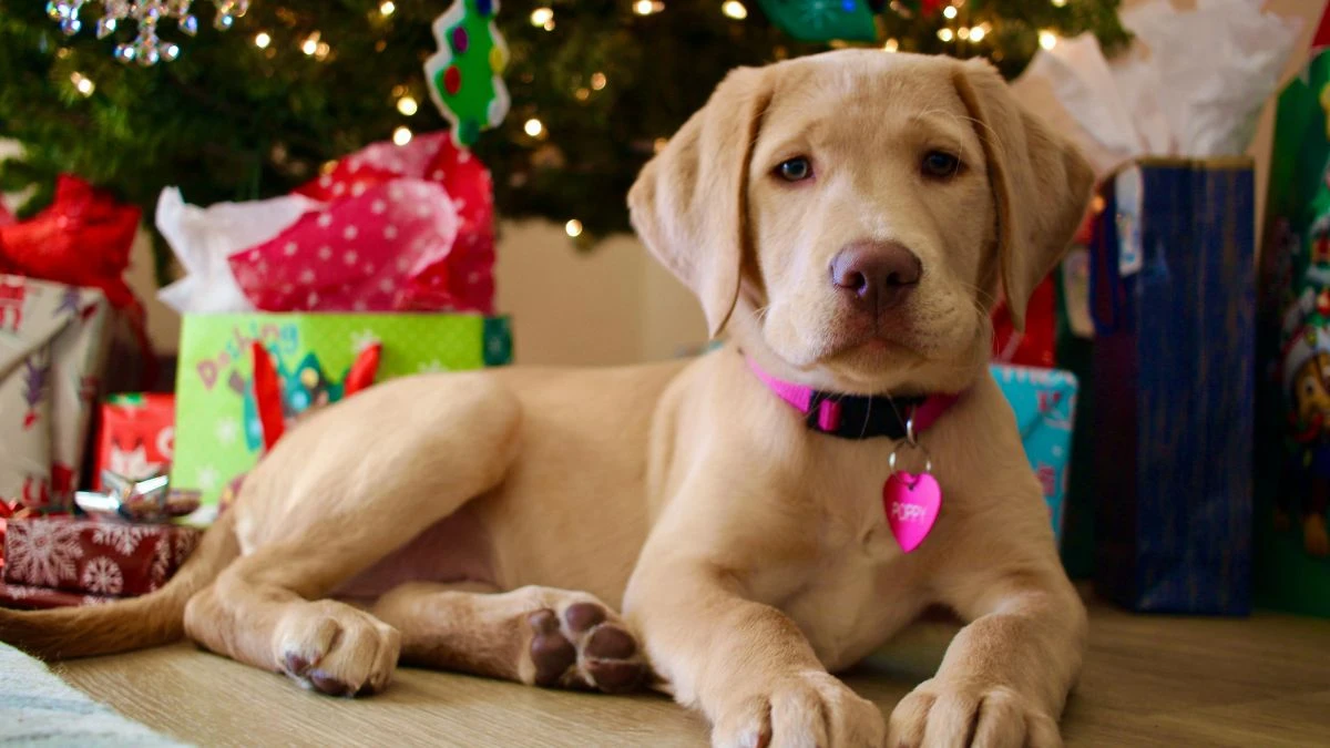 cel mai bun cadou de Crăciun pentru câine și pisică Foto: câine cu cadouri sub brad