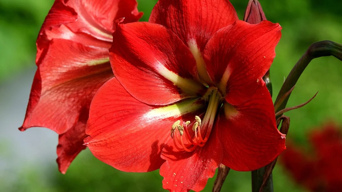 Planta care domnește de Crăciun amaryllis