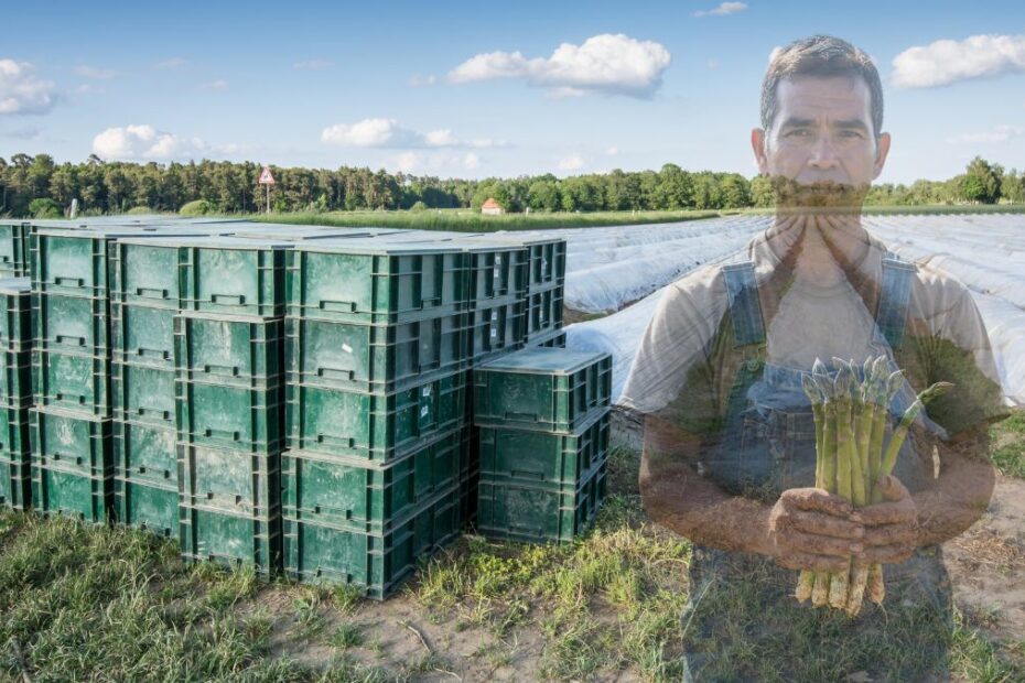 Reducere salarii pentru sezonierii români din Germania