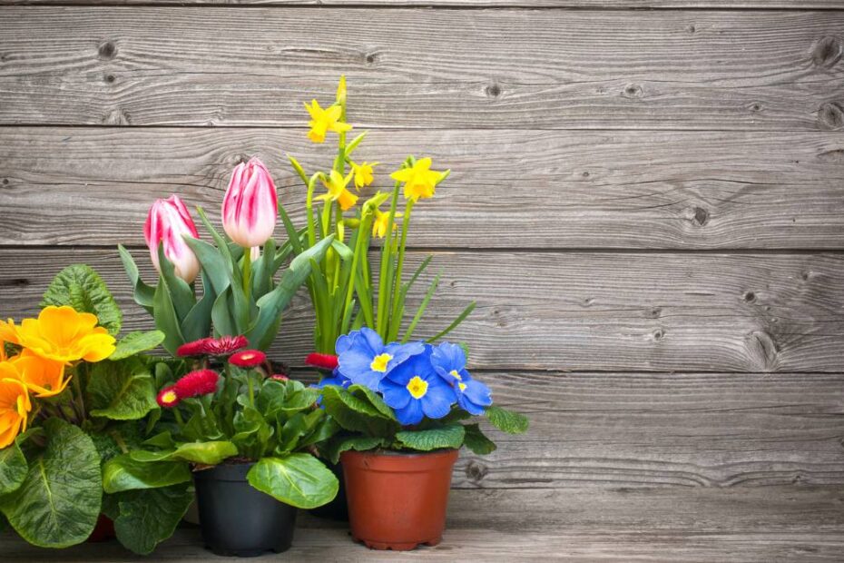 UE interzice ghivecele din plastic