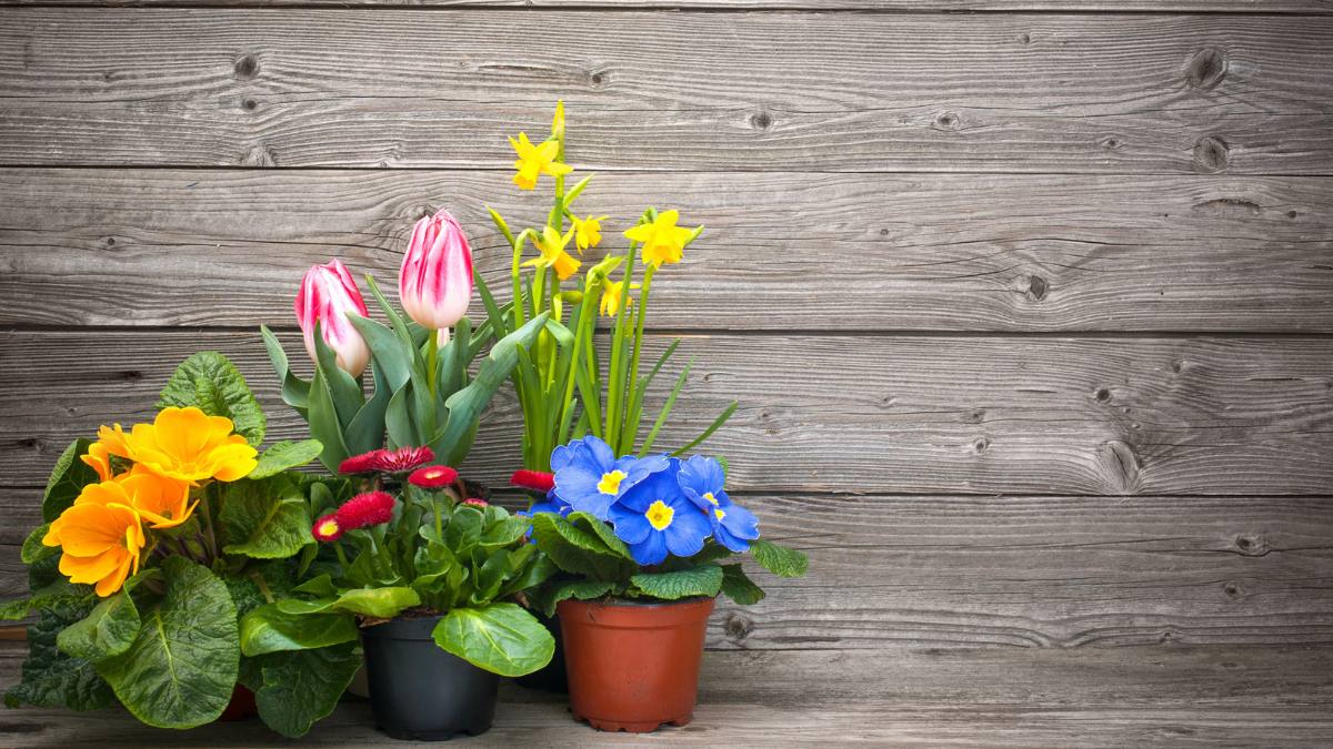 UE interzice ghivecele din plastic