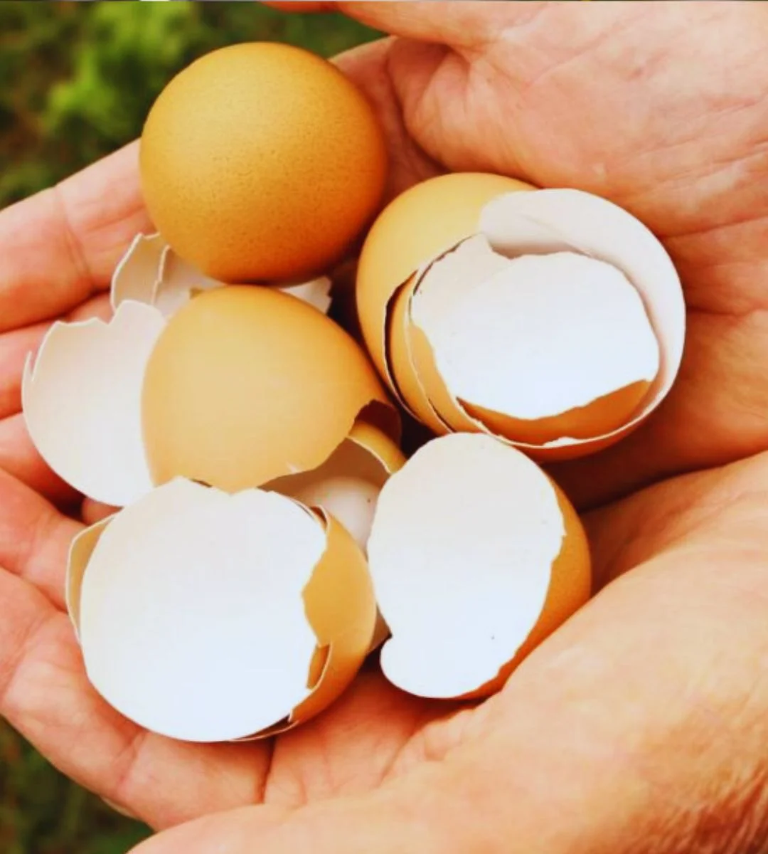 Coji de ouă de Paște în Germania: unde le arunci corect. Nu întotdeauna la bio