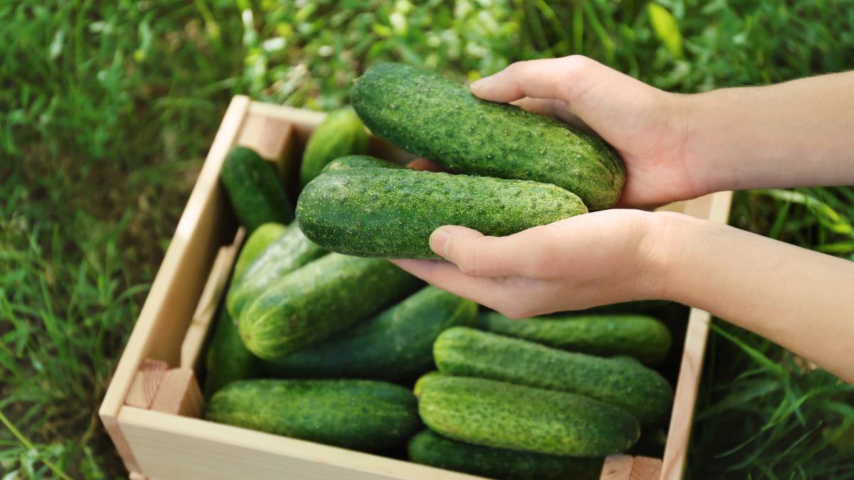 Prețurile la castraveți au explodat în Rusia